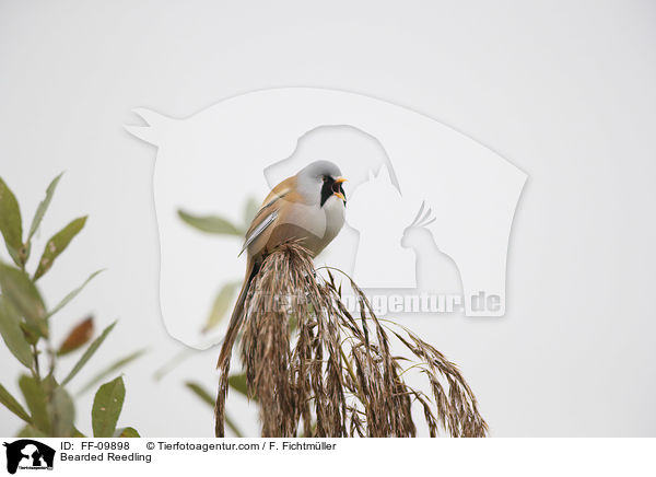 Bartmeise / Bearded Reedling / FF-09898