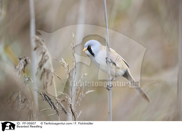 Bartmeise / Bearded Reedling / FF-09907