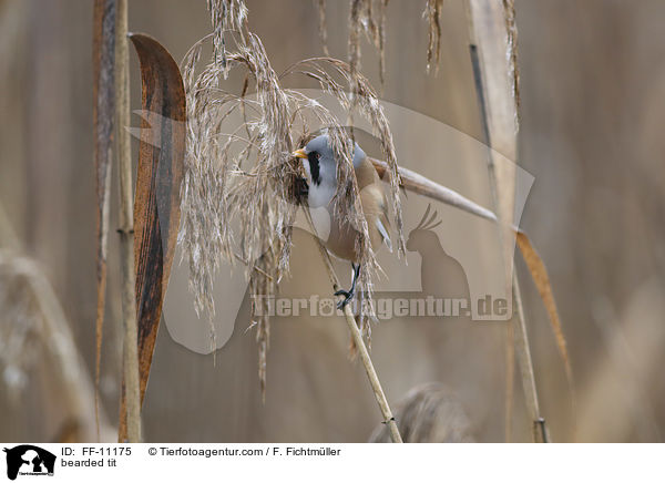 bearded tit / FF-11175