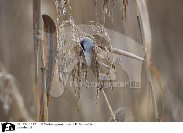 bearded tit / FF-11177