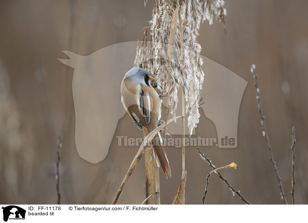 bearded tit / FF-11178