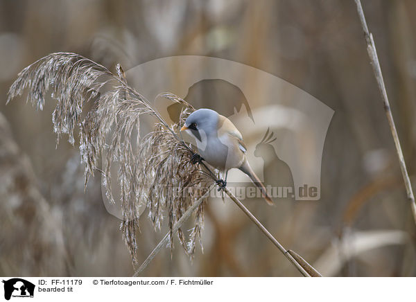 bearded tit / FF-11179