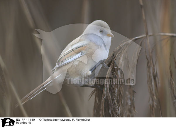 Bartmeise / bearded tit / FF-11180