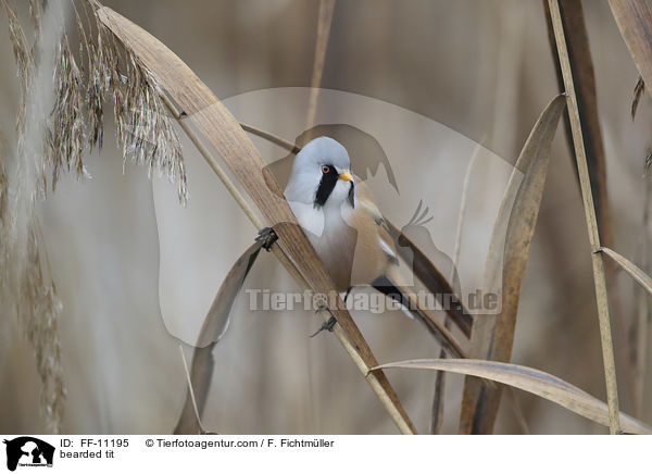 bearded tit / FF-11195