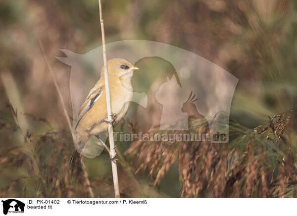 bearded tit / PK-01402