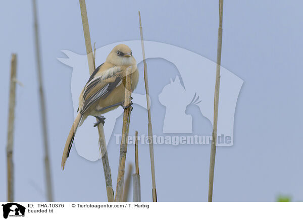 Bartmeise / bearded tit / THA-10376