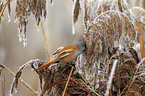 bearded tit