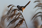 bearded tit