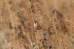 bearded tit