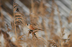 bearded tit