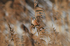 bearded tit