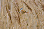 bearded tit