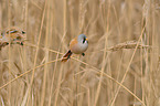 bearded tit