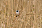 bearded tit