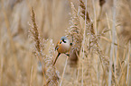 bearded tit