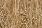 bearded tit