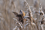 bearded tit