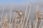 bearded tit