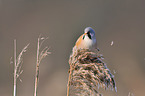 bearded tit