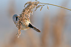 bearded tit