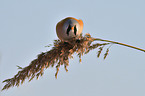 bearded tit