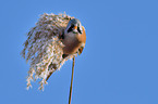 bearded tit