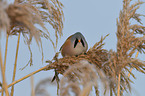 bearded tit