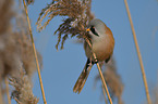 bearded tit