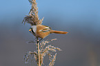 bearded tit