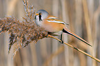 bearded tit