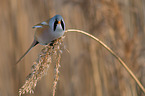 bearded tit