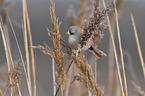 bearded tit