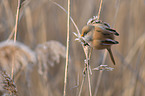 bearded tit