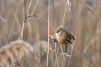 bearded tit