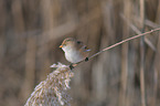 bearded tit