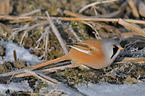 bearded tit