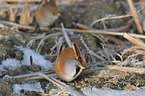 bearded tit