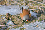 bearded tit