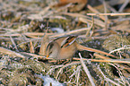 bearded tit