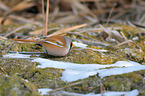 bearded tit