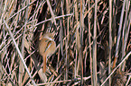 bearded tit