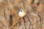 bearded tit