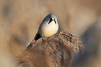 bearded tit