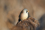 bearded tit