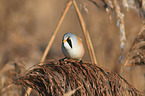 bearded tit