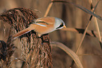 bearded tit