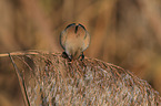 bearded tit