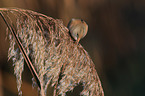 bearded tit