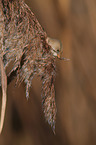 bearded tit