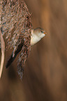 bearded tit